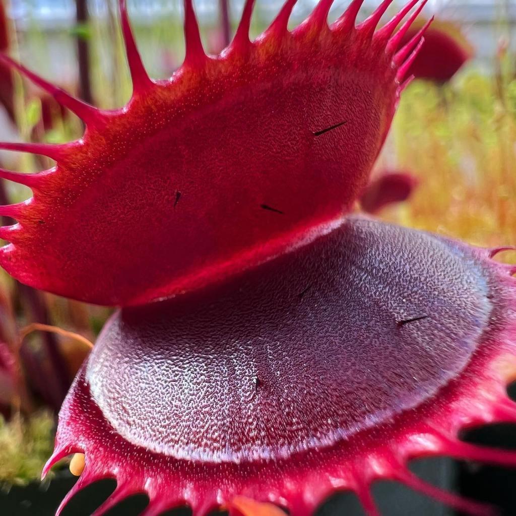 The Savage Garden: Cultivating Carnivorous&nbsp;Plants